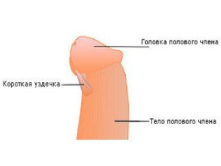 Frenulotomiya