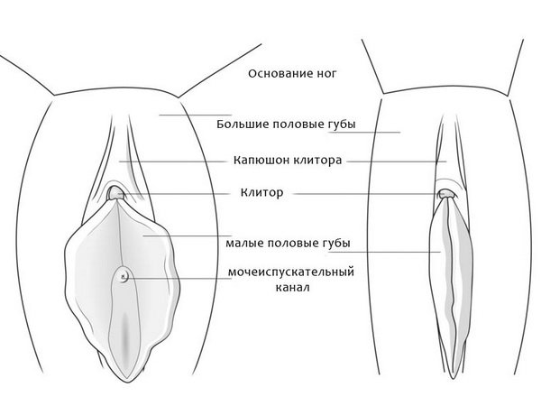 Vulva tuzilishi