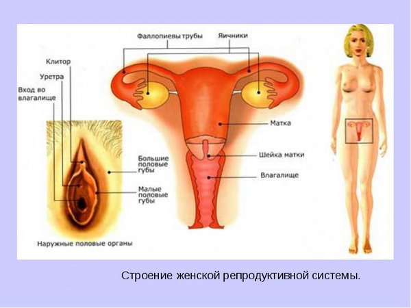 Ayollarning reproduktiv tizimining tuzilishi