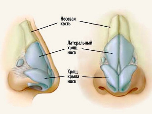 Burun tuzilishi