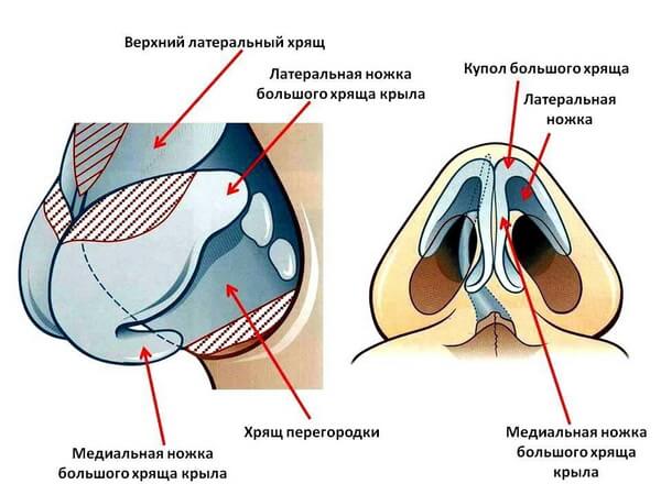 Burun uchining anatomik tuzilishi